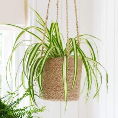 Woven hanging plant pot
