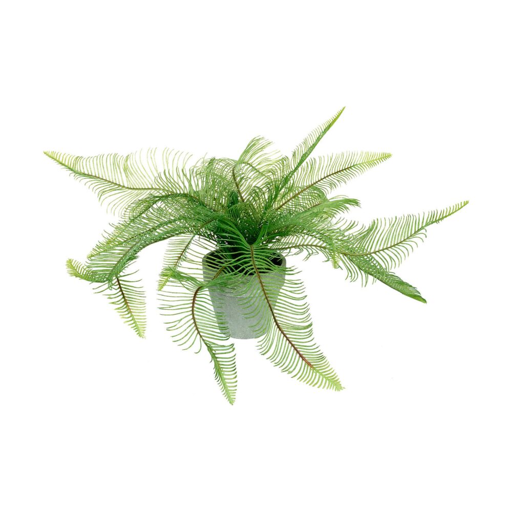 Potted Fern Feather