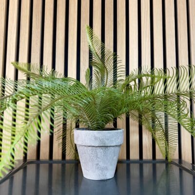 Potted Fern Feather