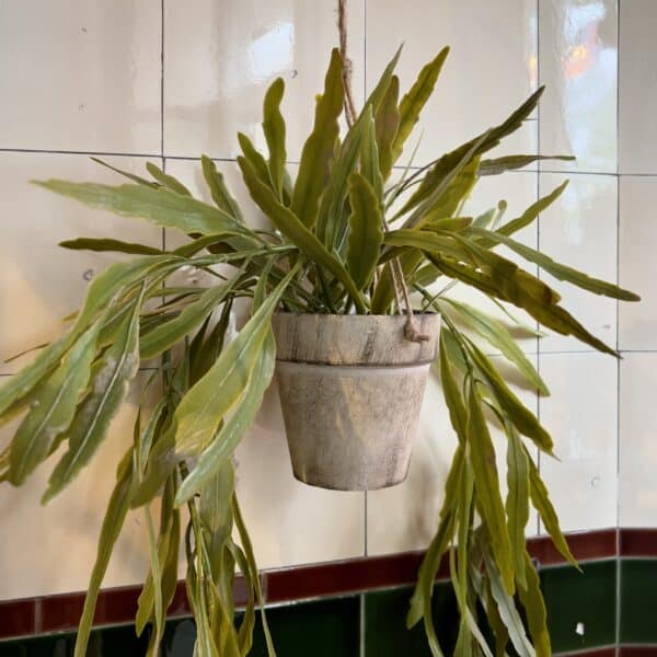 A faux hanging Rhipsalis plant in a Rustic Pot with rustic rope for hanging.