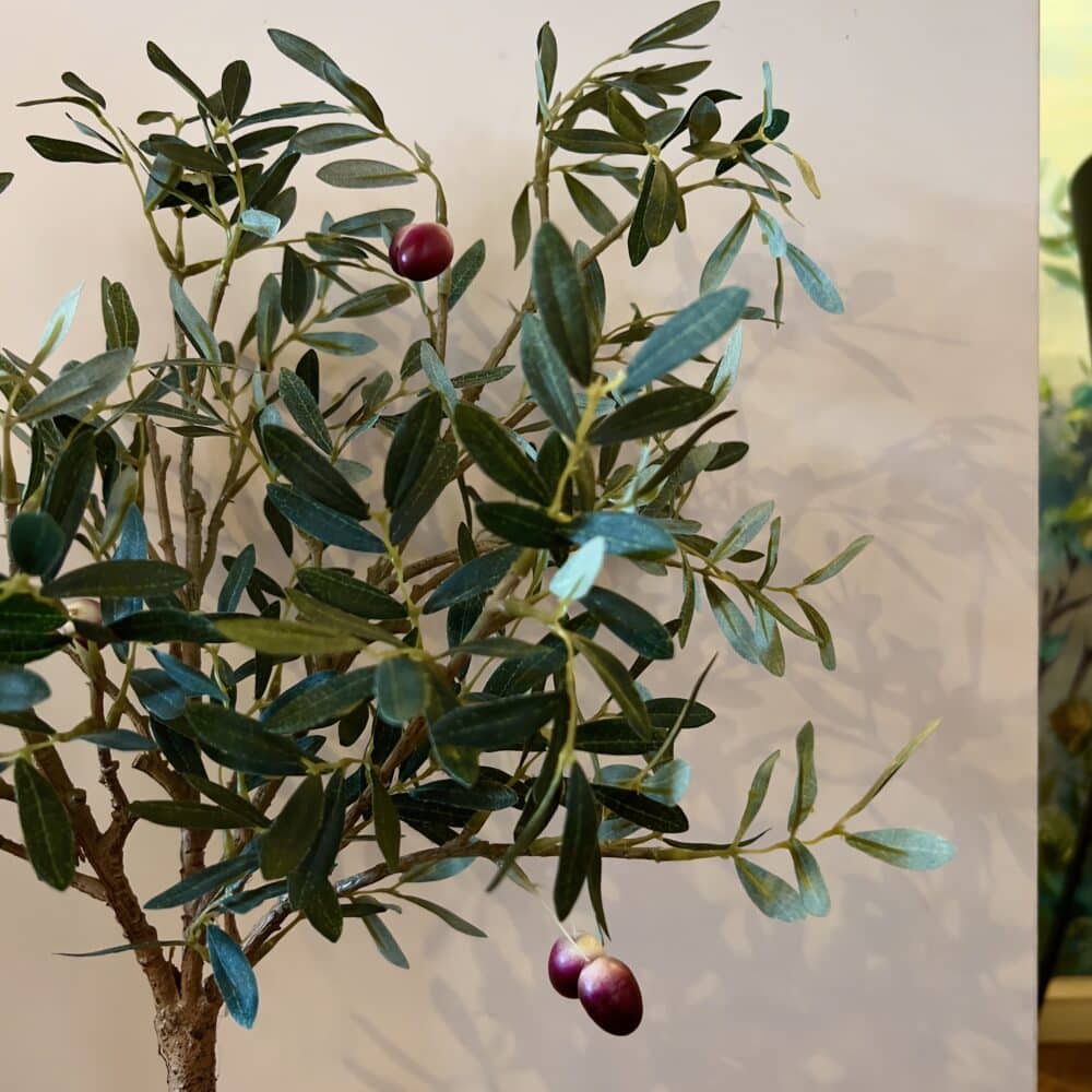 Natural olive tree in garden pot, living room and kitchen